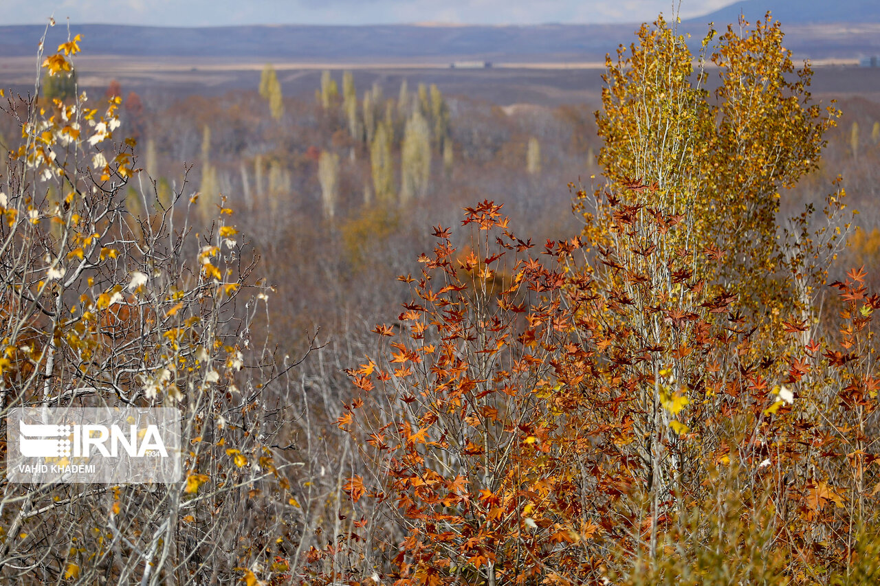 شور شیرین پاییز در باغ‌های خراسان شمالی+تصاویر