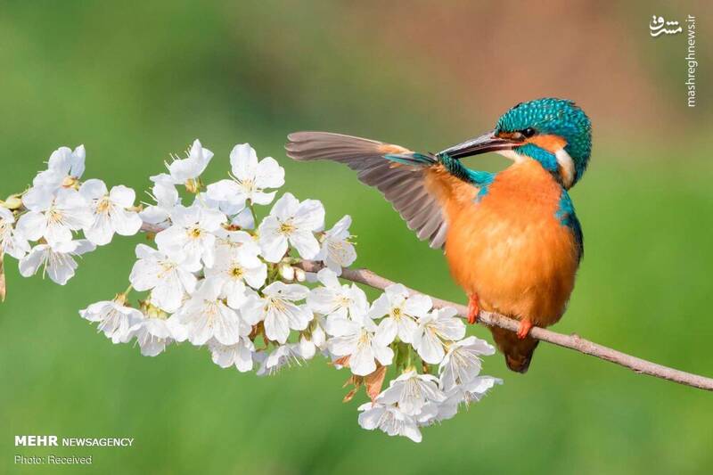 تصاویر زیبا از بهار حیوانات | شعار سال