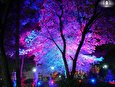 نورپردازی شهری تبری به ریشه درختان پایتخت
