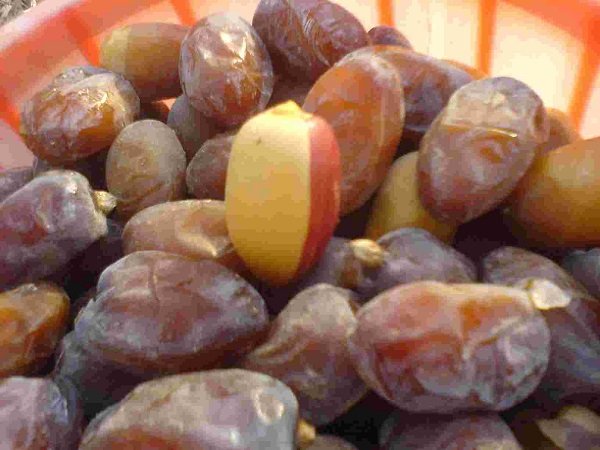 آشنایی با ۲۱ نوع خرمای کشور آشنایی با ۲۱ نوع خرمای کشور