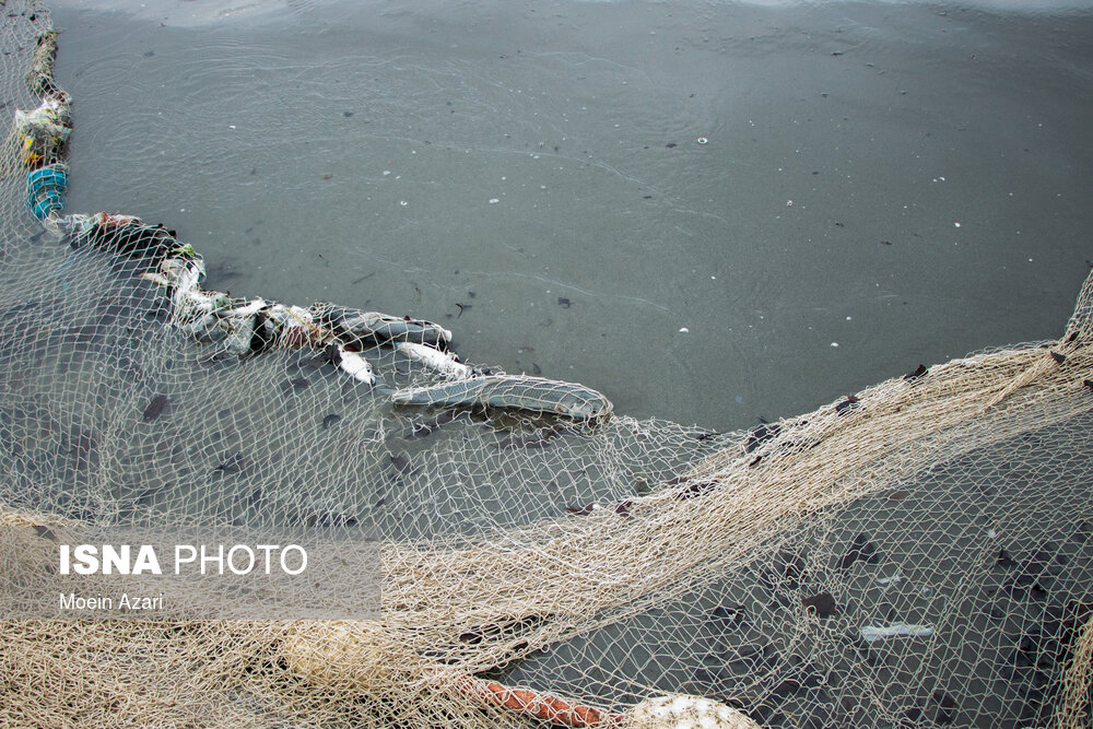 صید ماهیان استخوانی در حاشیه دریای خزر