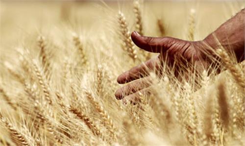 رونق قاچاق آرد در کشور