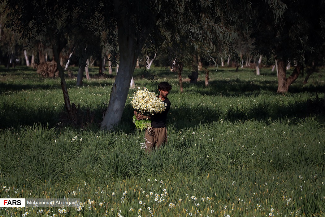 فصل برداشت گل نرگس درخوزستان