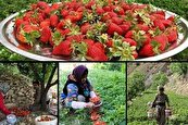 کردستان رتبه نخست تولید توت‌فرنگی کشور را در اختیار دارد