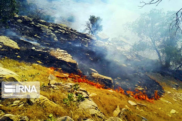 بلوط کهنسال «خائیز» در آتش می‌سوزد+ عکس