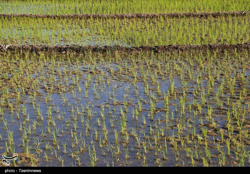 رونق به شالیزارهای برنج بازمی‌گردد+ عکس