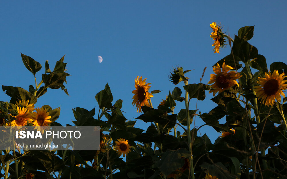 تصاویری از مزارع آفتابگردان در گلیداغ
