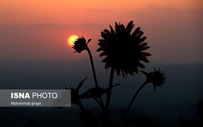 تصاویر چشم نواز از مزارع آفتابگردان