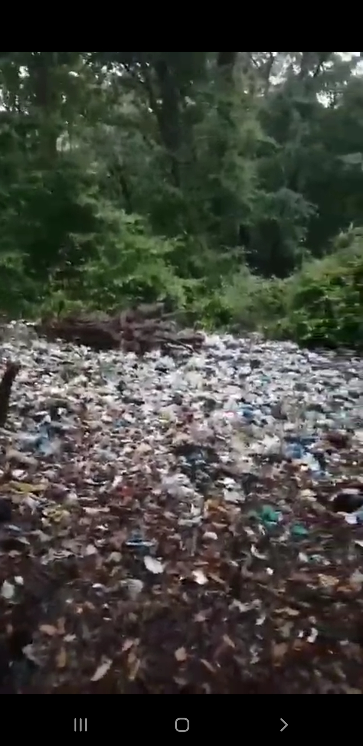 وضعیت زباله در جنگل زرین آباد، مازندران + فیلم