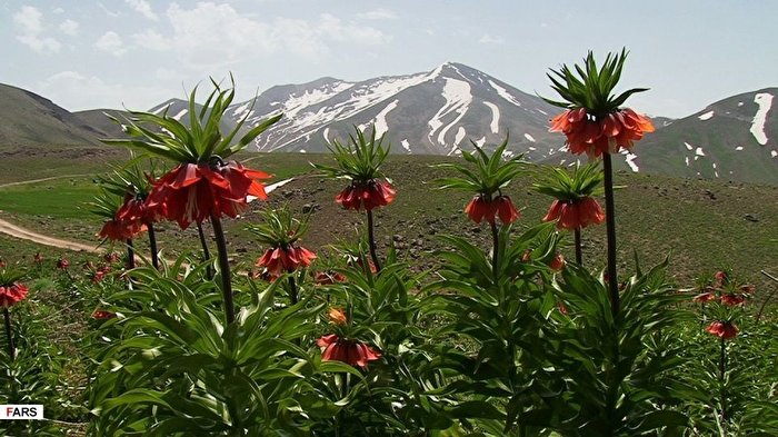 شکوفه دادن سربه زیرترین گل ایرانی