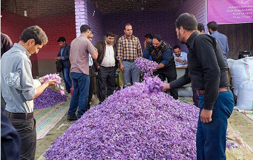 ۱۰ برابر شدن هزینه تولید زعفران ۱۰ برابر شدن هزینه تولید زعفران