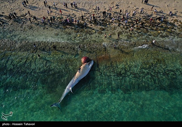 مرگ نهنگی دیگر در آب‌های ساحلی کیش