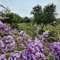 عطر دلنشین مزارع چای در گیلان