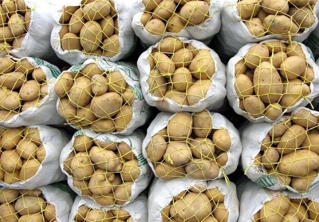 دستور وزیر برای کاهش فوری قیمت سیب زمینی با تهدید به توقف صادرات