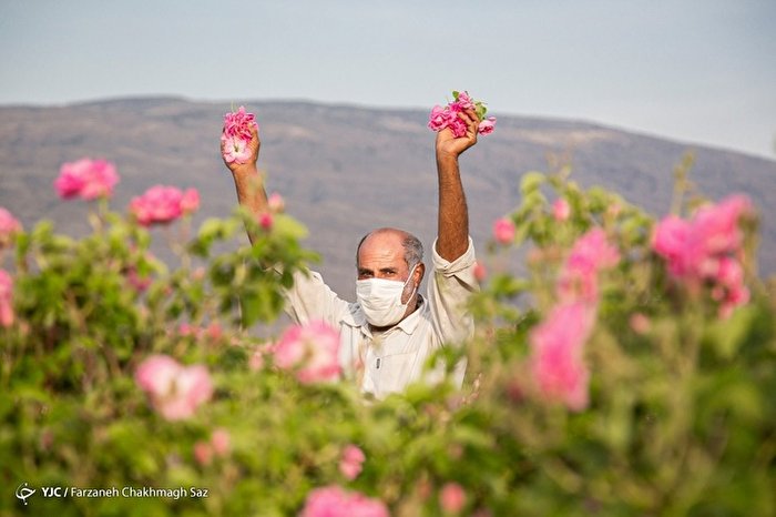 بوی خوش گلاب در شیراز