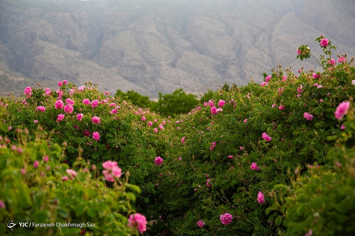 بوی خوش گلاب در شیراز