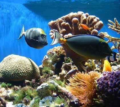 خطر جدی انقراض در کمین حیات‌وحش دریایی کشور