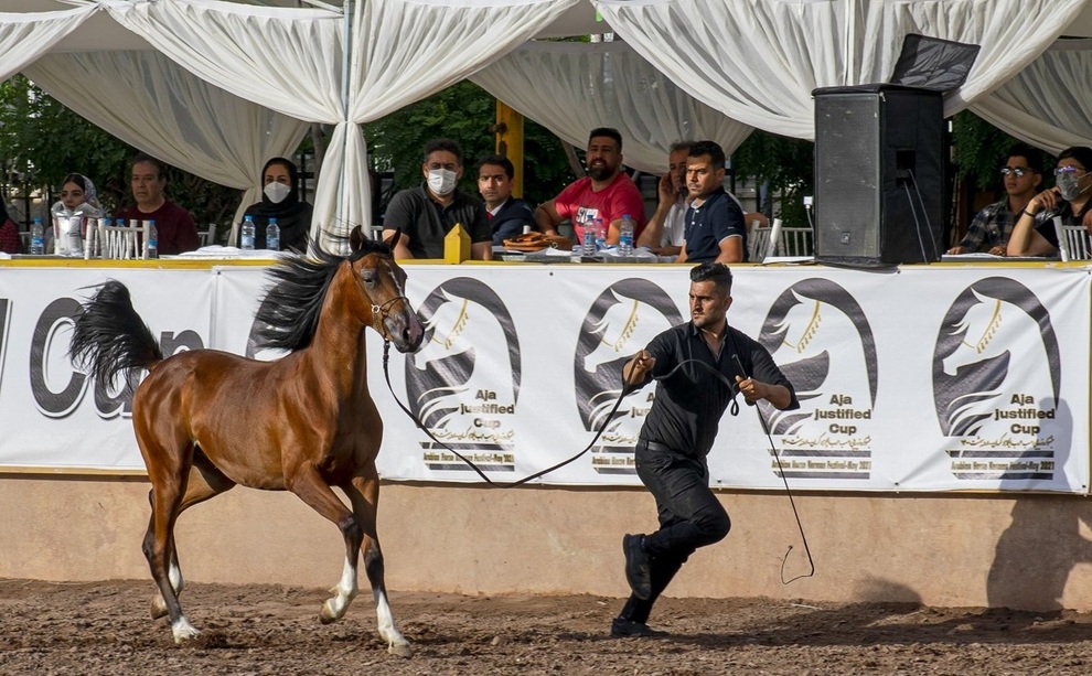 برگزاری جشنواره زیبایی اسب عرب ایرانی
