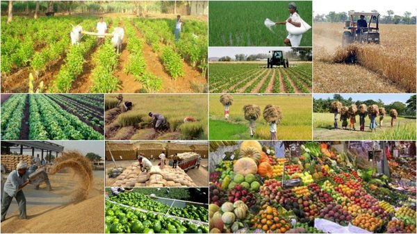 برنامه دولت سیزدهم برای بخش کشاورزی