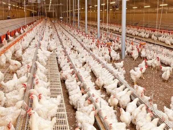علت گرانی مجدد مرغ چیست؟