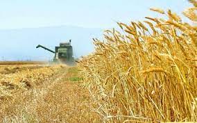 قیمت گندم صنف و صنعت باید بازنگری و اصلاح شود
