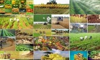 ستاد تنظیم بازار محصولات کشاورزی راهاندازی میشود ستاد تنظیم بازار محصولات کشاورزی راهاندازی میشود