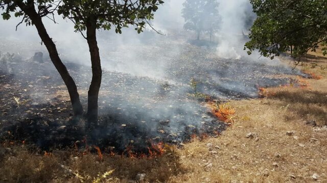 آتش سوزی در جنگل‌های زاگرس