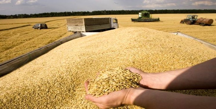 کاهش تولید گندم نسبت به سال گذشته