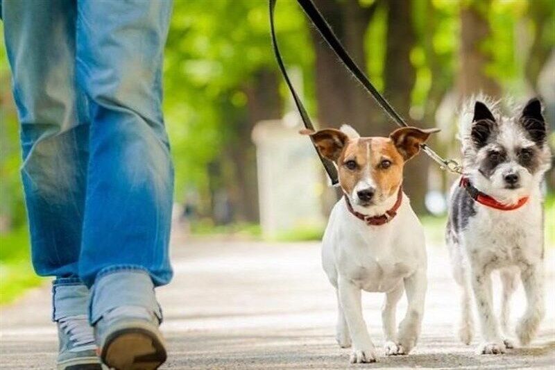 باید با پدیده سگ گردانی در پارک‌ها و معابر عمومی برخورد شود