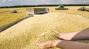 ۴ میلیون تن گندم هنوز از کشاورزان خریداری نشده است