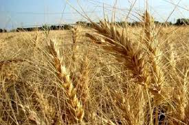   آرد خام با چند نرخی بودن گندم از نانوایی‌ها می‌رود| ضایعات ۳۵ درصدی گندم از زمین تا سفره