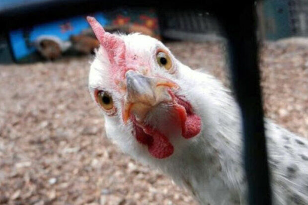 مرغداران ۳ هزار تومان در هر کیلو مرغ زیان می کنند