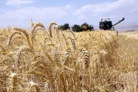 میزان خرید تضمین گندم نصف پیش بینی انجام شده است