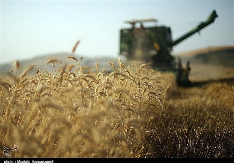 کاهش ۳۰ درصدی تولید گندم نسبت به سال گذشته