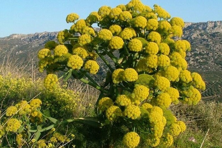 خام فروشی باریچه، گیاهی با ارزش ۱۷ برابری طلا خام فروشی باریچه، گیاهی با ارزش ۱۷ برابری طلا