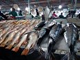 خالی بودن بازار ماهی جنوب با ادعای قاچاق به دبی، توهین به مرزبانی است یا اثبات بی عرضه گی؟