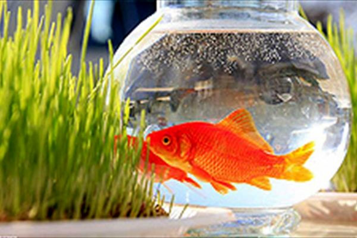 ماهی قرمز‌های ۲۵ ساله + شیوه نگهداری