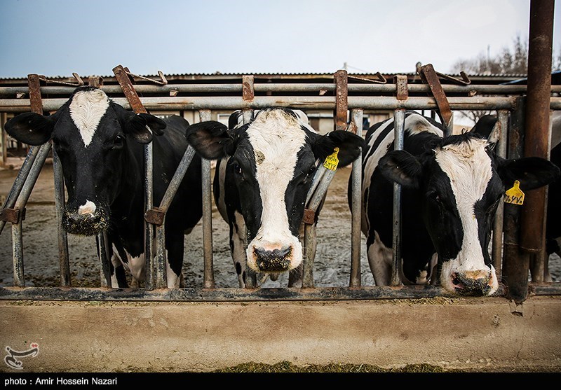 زمین‌گیر شدن صنعت دامداری با افزایش قیمت شیر