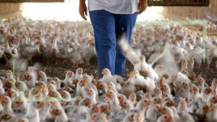 پیش‌بینی گذر مرغ از نرخ مصوب با کاهش جوجه‌ریزی
