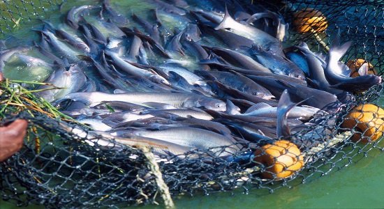 صادرات محصولات شیلاتی به یک میلیارد دلار و پرورش ماهیان خاویاری در ۲۲ استان