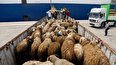 دولت دست از صادرات گوسفند بکشد تا وضعیت قیمت گوشت در بازار متعادل شود