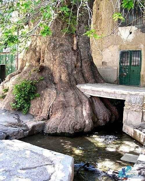 درختان خاص، تاریخی و زیبای ایران