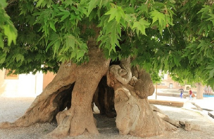 درختان خاص، تاریخی و زیبای ایران