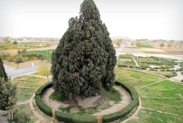 آشنایی با درختان قدیمی ،تاریخی و باستانی ایران
