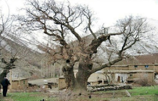 آشنایی با درختان قدیمی ،تاریخی و باستانی ایران