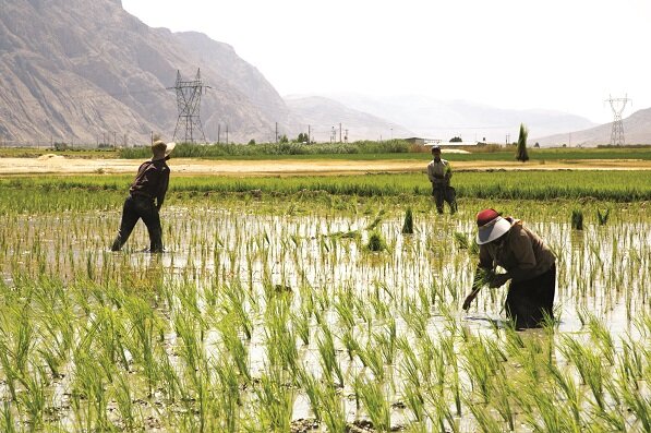 فارس با بحران ۱۰۰ درصدی آب مواجه است+ کشت برنج با سهمیه آب دریاچه طشک و بختگان