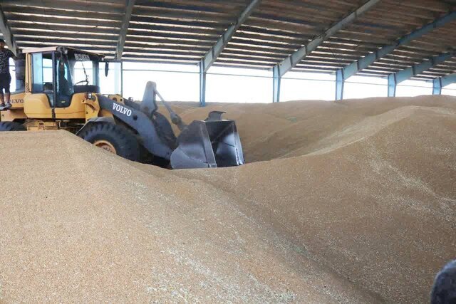 ناپدید شدن ۵۳ هزار تن گندم در ۲ کارخانه آرد گلستان