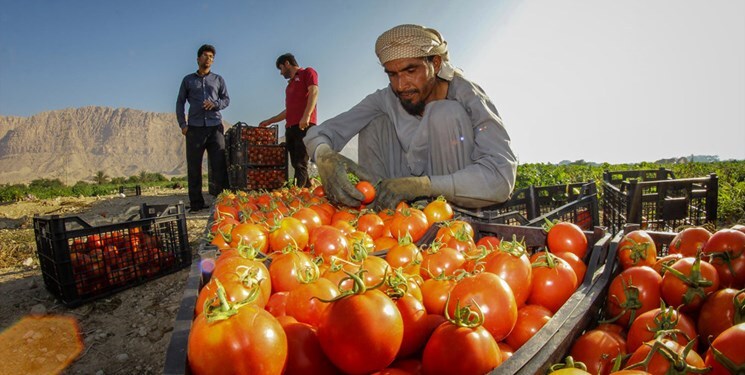 رد ادعای ۷۰ درصدی تغییر الگوی کشت با تداوم اعتراض گوجه‌کاران استان فارس