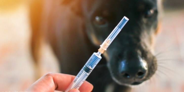 به سگ‌ها بگویید روز‌های تعطیل گاز نگیرند، واکسن نیست!