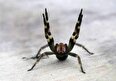مشاهده عنکبوت برزیلی دارای گزش منجر به ایجاد نعوظ دردناک مردان در جعبه های موز ارسالی به اروپا
